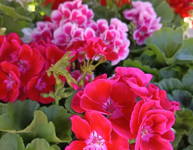 vente de plantes horticoles à Beaumont-sur-Sarthe dans la Sarthe 72