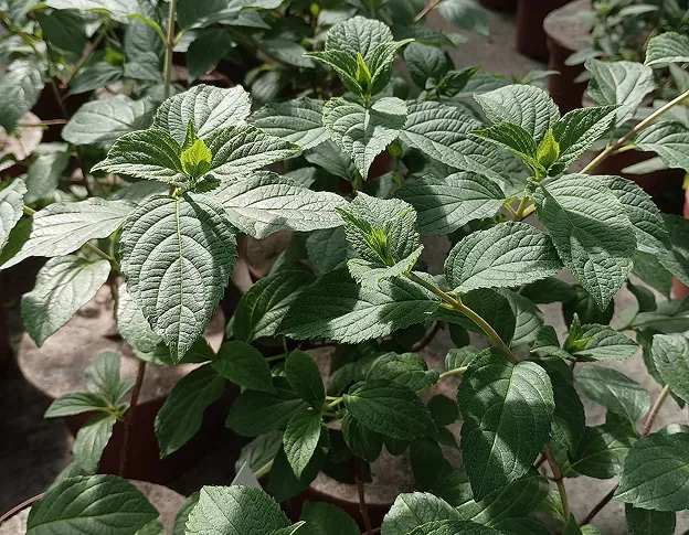 vente de plantes à Beaumont-sur-Sarthe dans la Sarthe 72