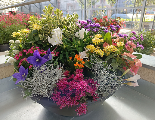 plantes de saisons à Beaumont-sur-Sarthe dans la Sarthe 72