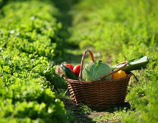 plants de fruits et légumes à Beaumont-sur-Sarthe dans la Sarthe 72