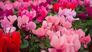CYCLAMEN