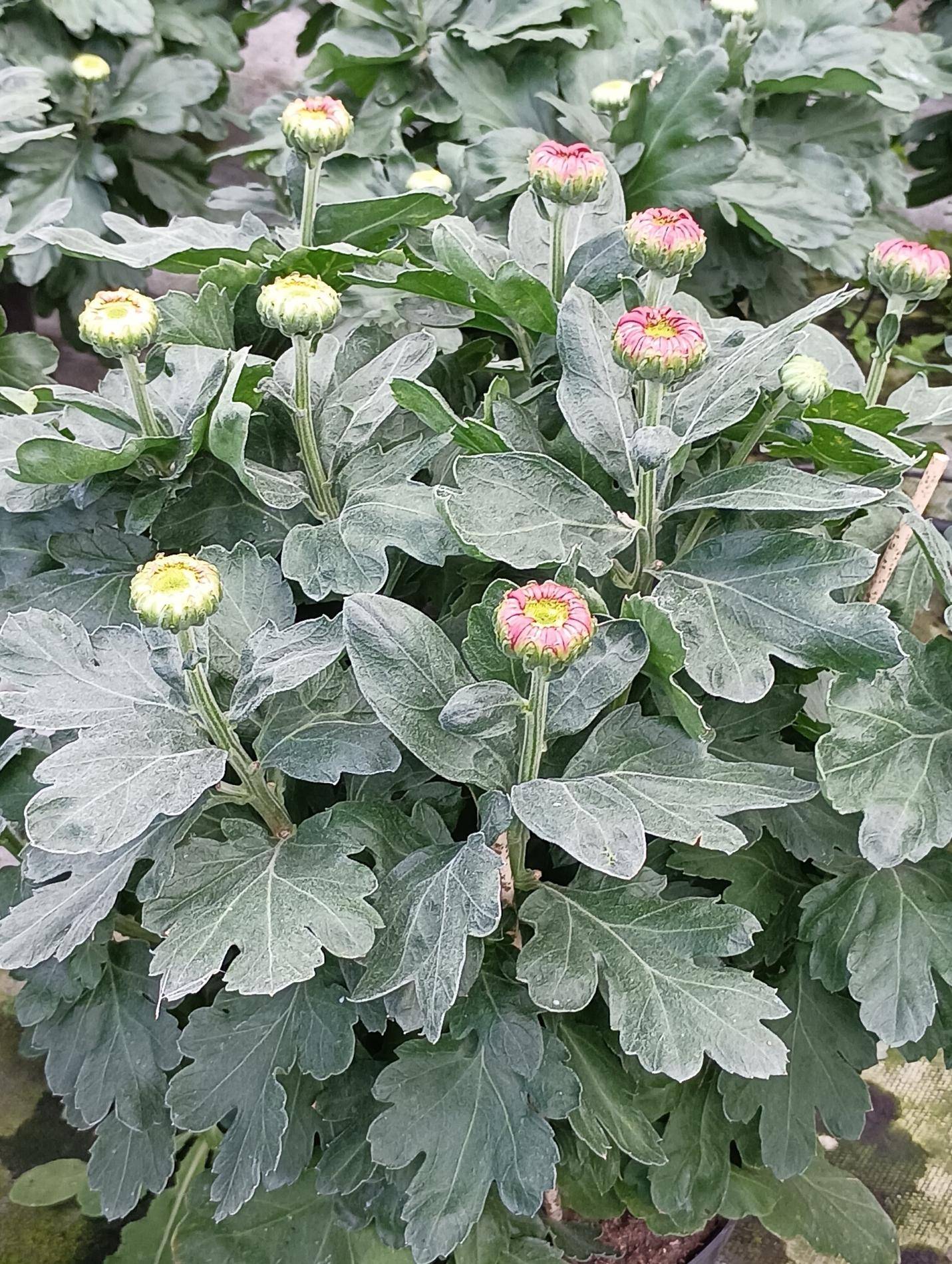 Nos chrysanth&egrave;mes