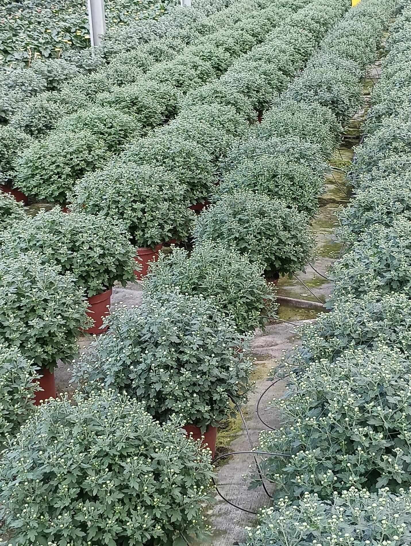 Nos chrysanth&egrave;mes