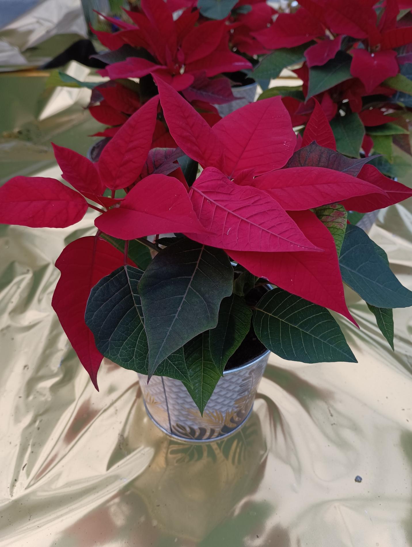 COMPOSITION DE NO&Euml;L