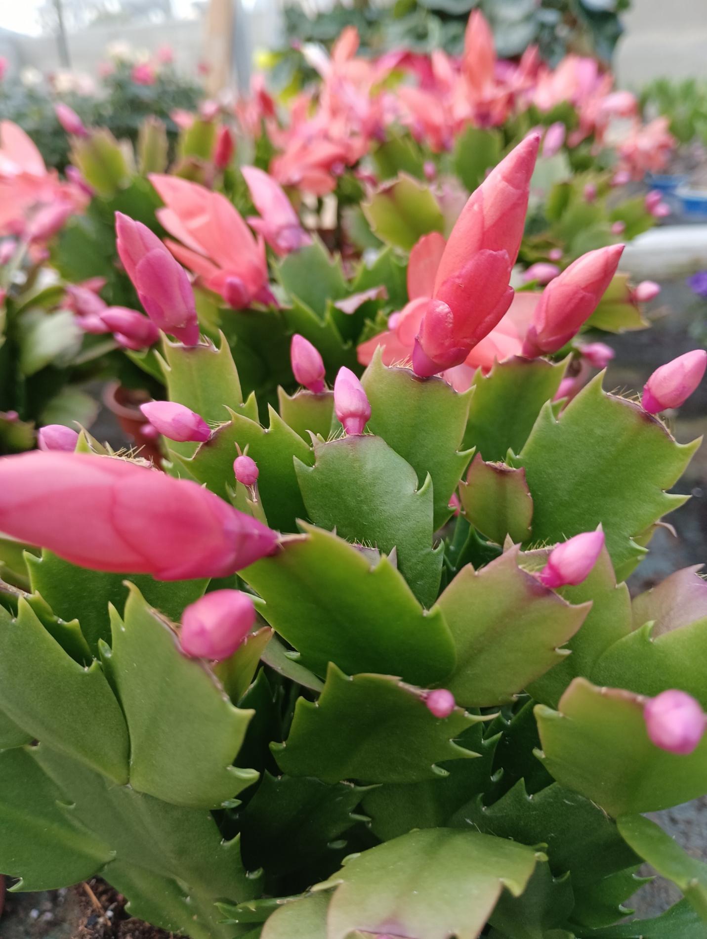 COMPOSITION DE NO&Euml;L