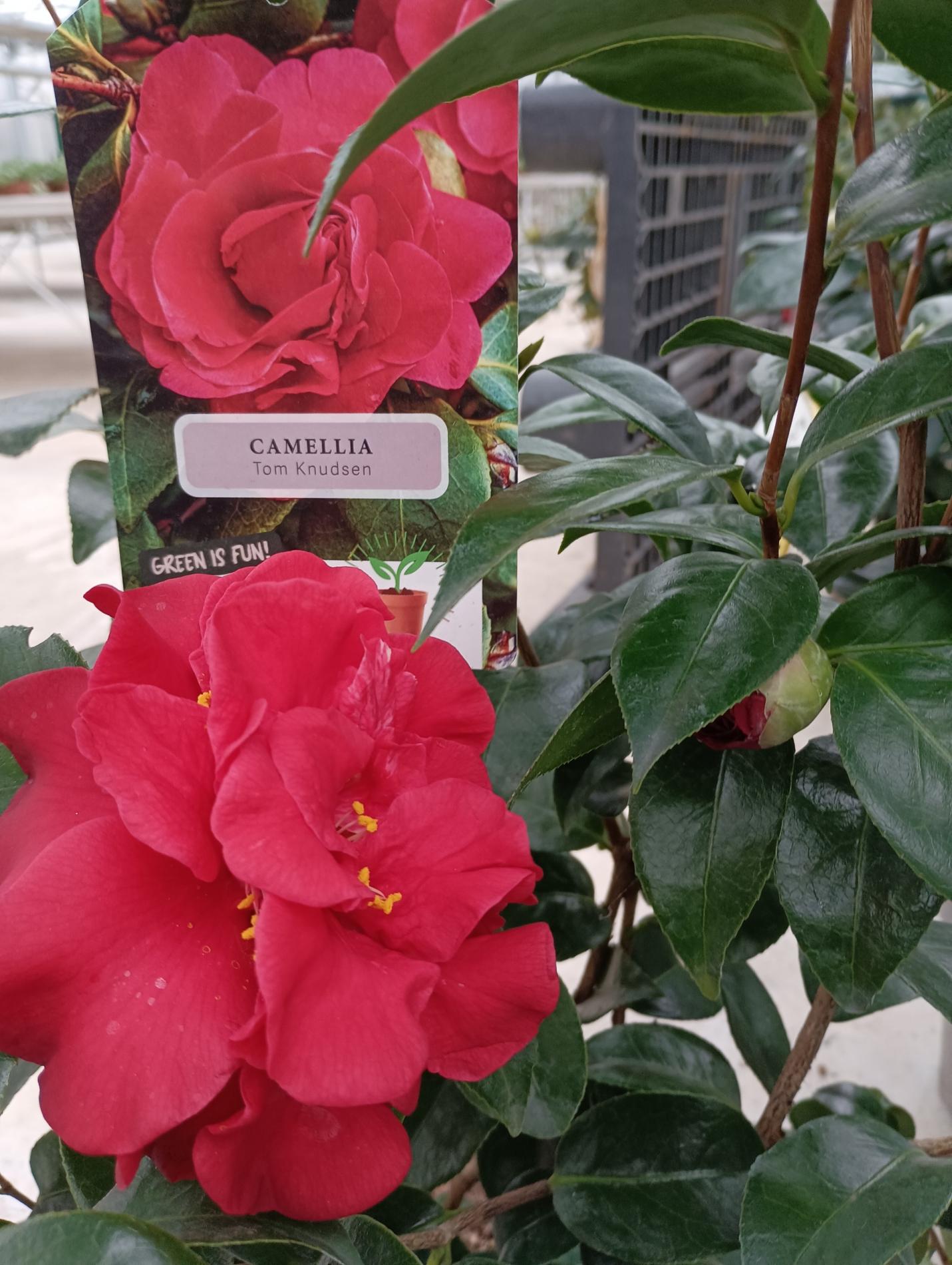 CAMELIA