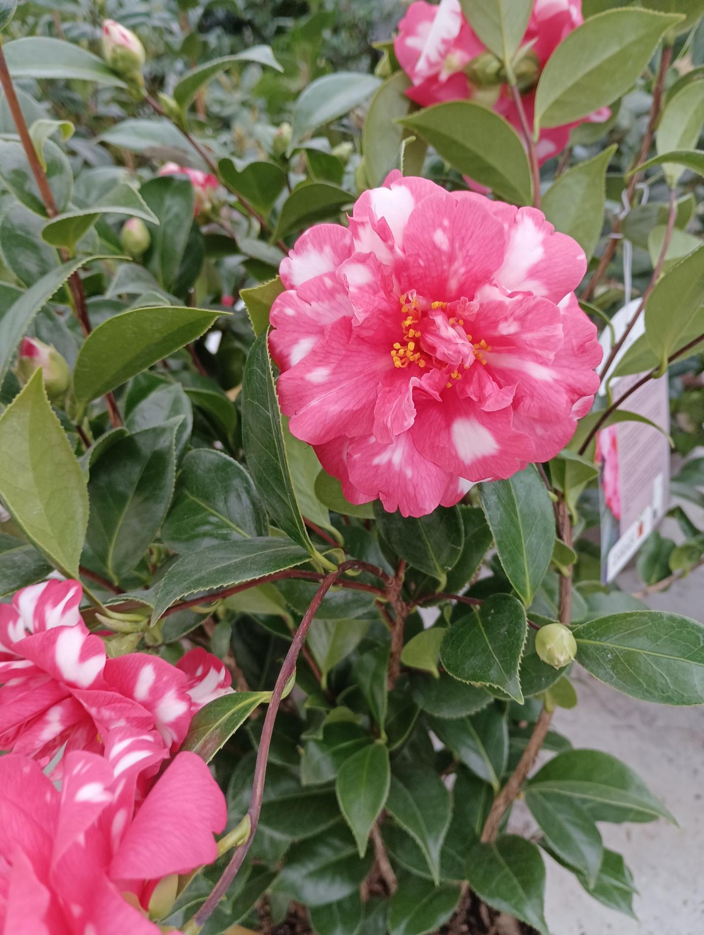 CAMELIA