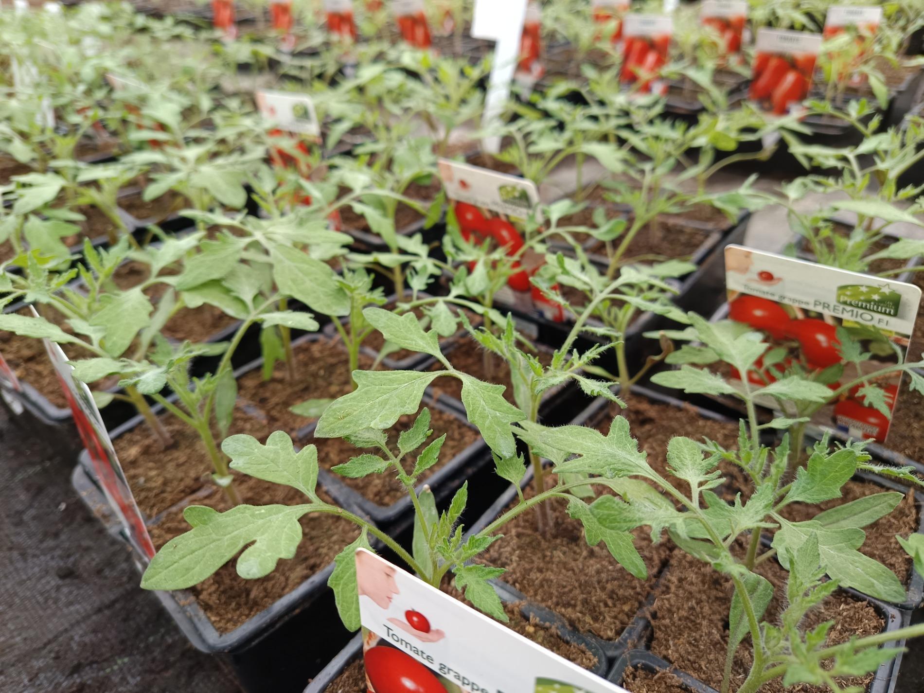 Les premi&egrave;res tomates