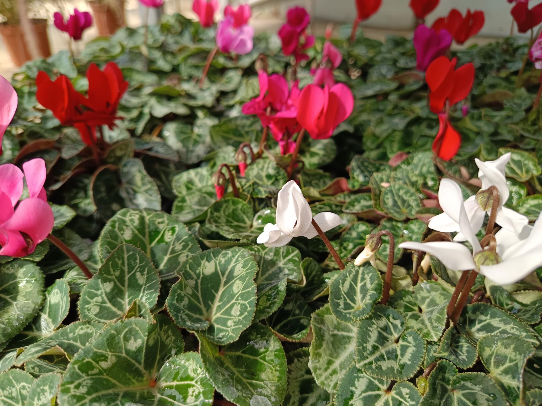 Cyclamen