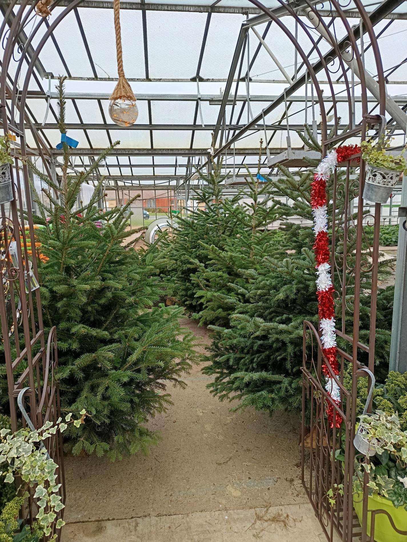 Arrivage des sapins de Noël 🎄