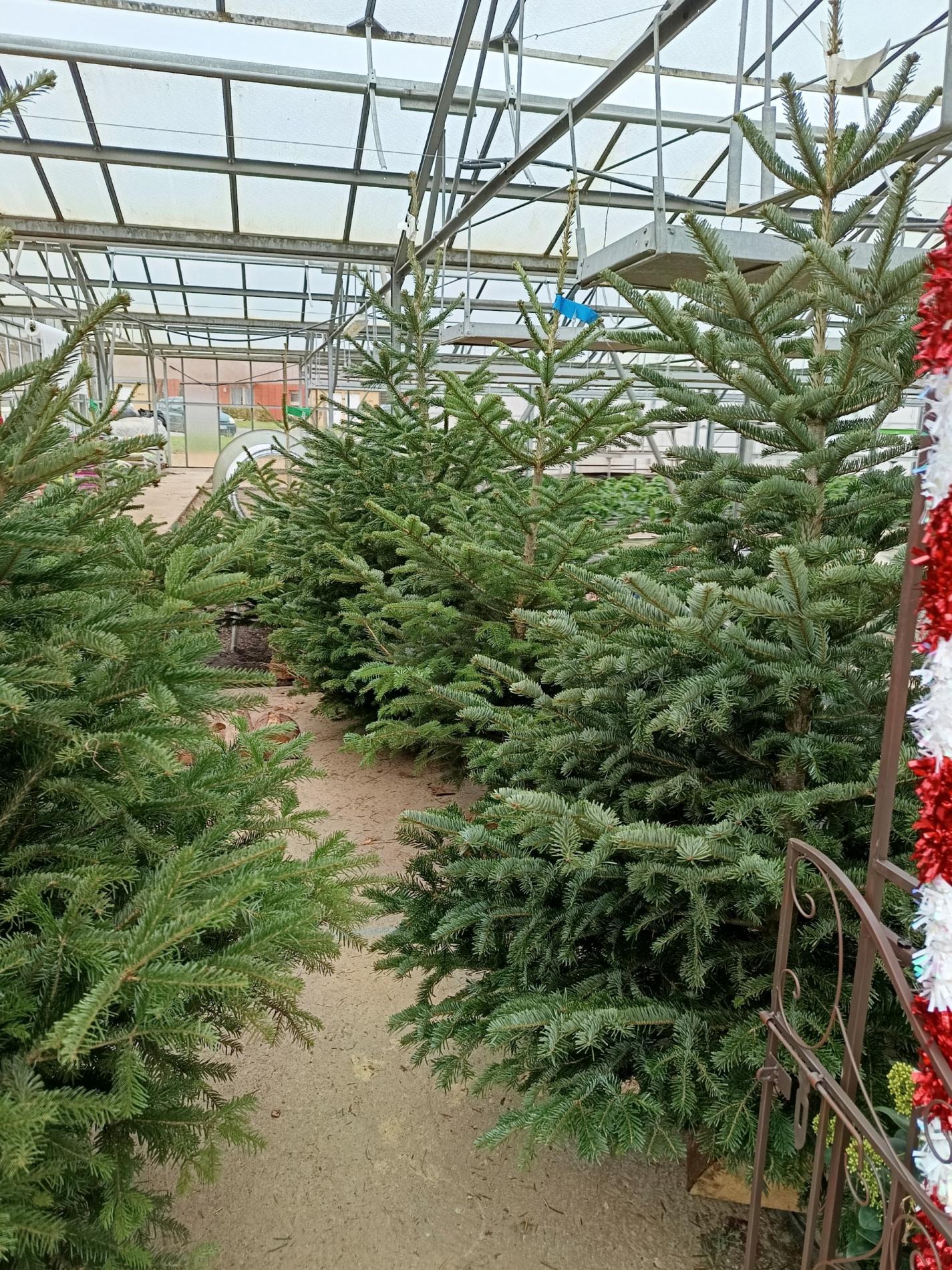 Arrivage des sapins de No&euml;l 🎄