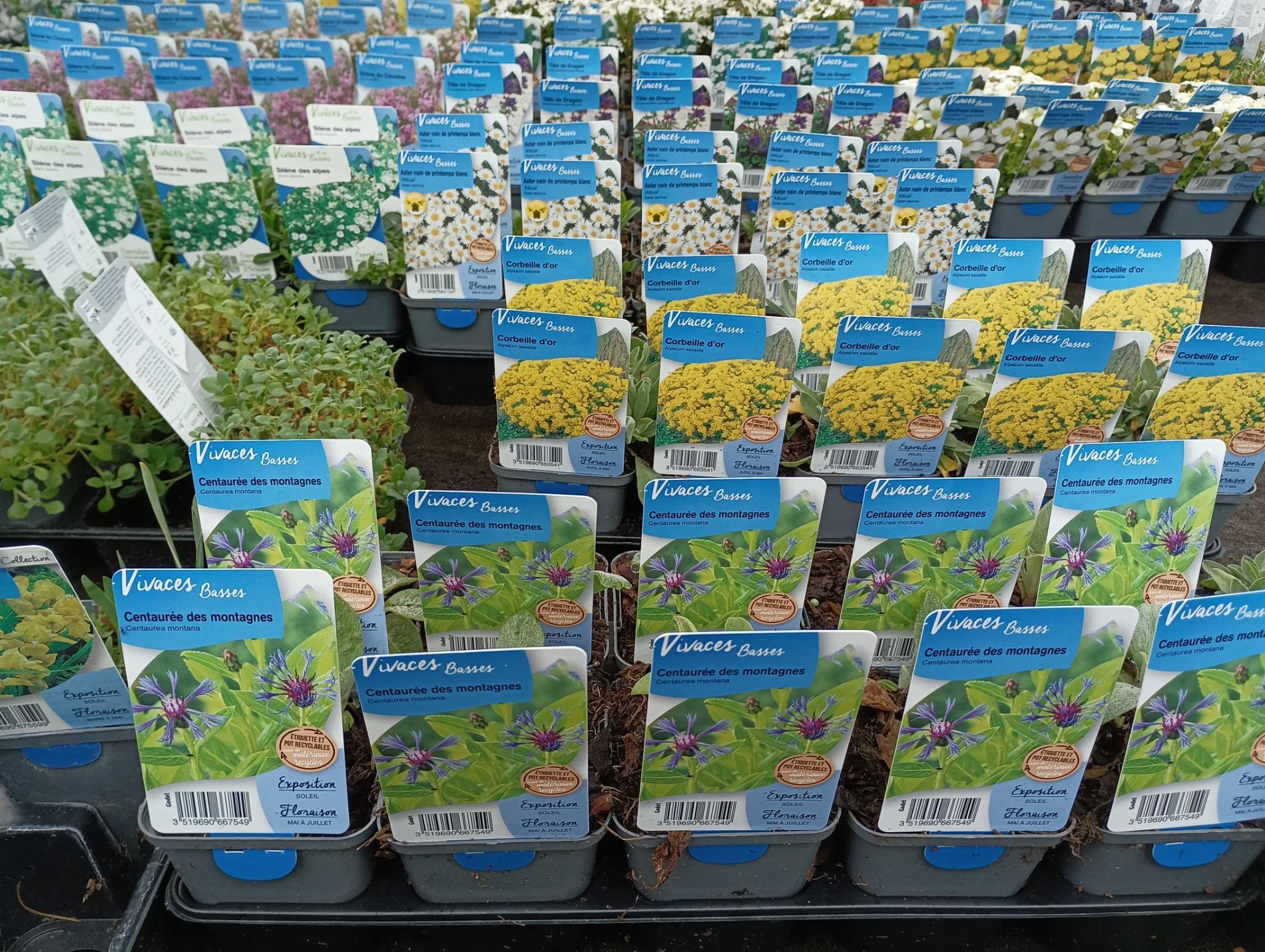 ARRIVAGE DES VIVACES