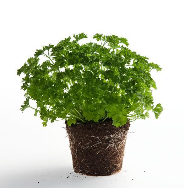 Persil Frisé