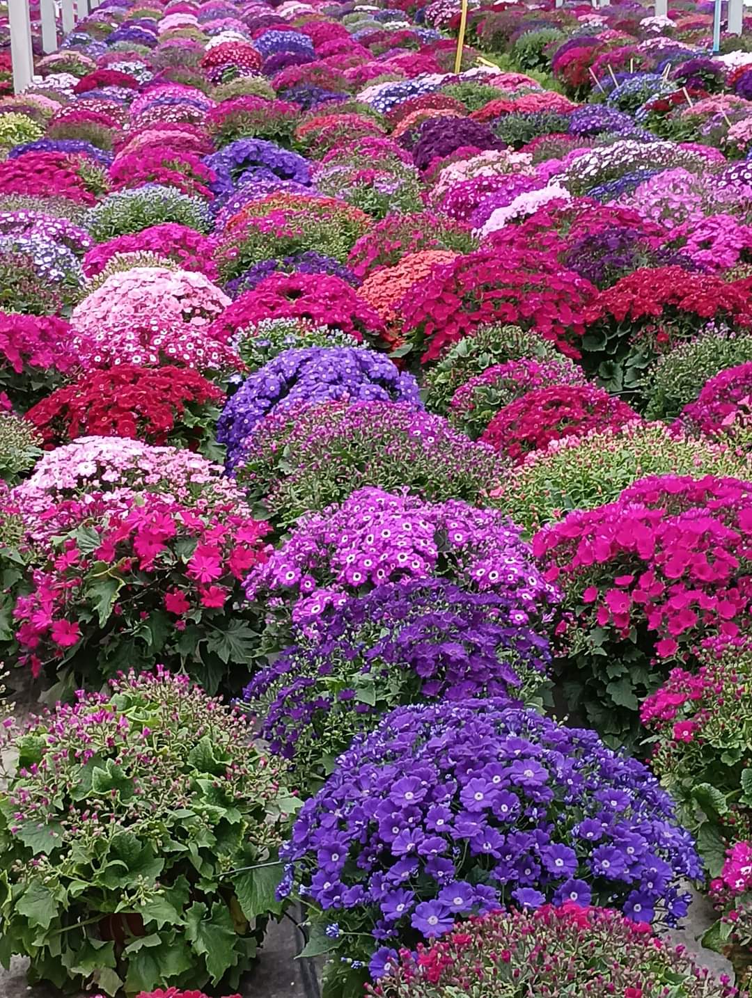 Cinéraires des rameaux