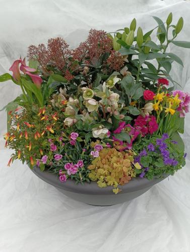 COMPOSITION (Plantes en coupe)